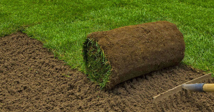 Sod Installation