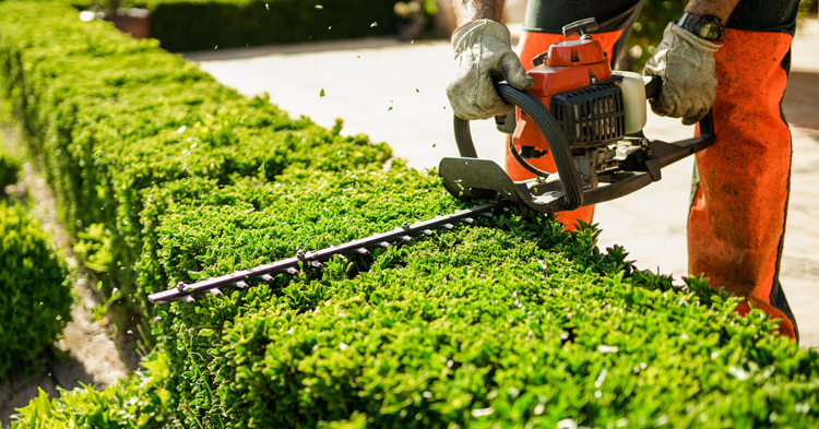 Shrub Trimming